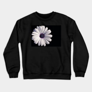 White African daisy or Cape Daisy (Osteospermum) on black background Crewneck Sweatshirt